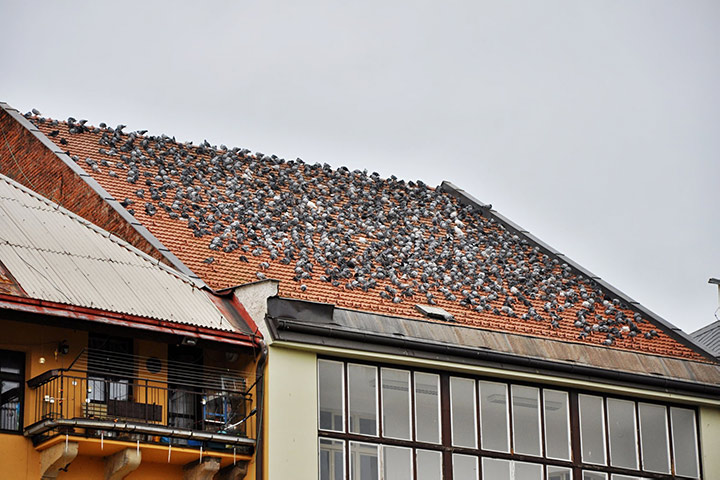 A2B Pest Control are able to install spikes to deter birds from roofs in Oxted. 