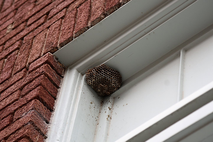 We provide a wasp nest removal service for domestic and commercial properties in Oxted.